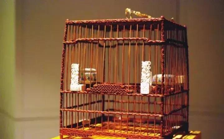 绣眼怎么纠正仰头,绣眼三大不好习惯