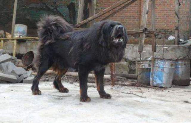 被狗追用什么办法挽救,被狗追的时候教你一招化解