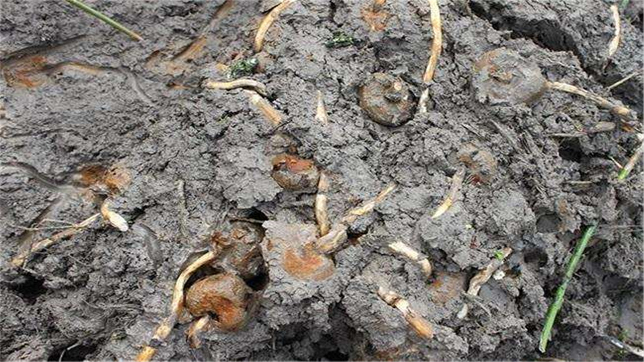 马蹄荸荠怎么种植产量高,荸荠如何种植技术视频