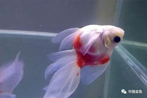 金鱼失鳔沉底怎么办,金鱼为什么养着养着就失鳔了