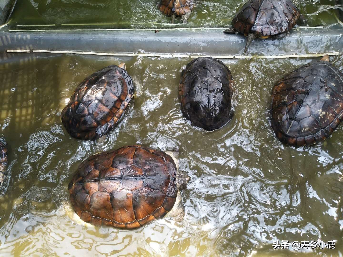 石金钱龟跌落神坛,跌落神坛的宝石