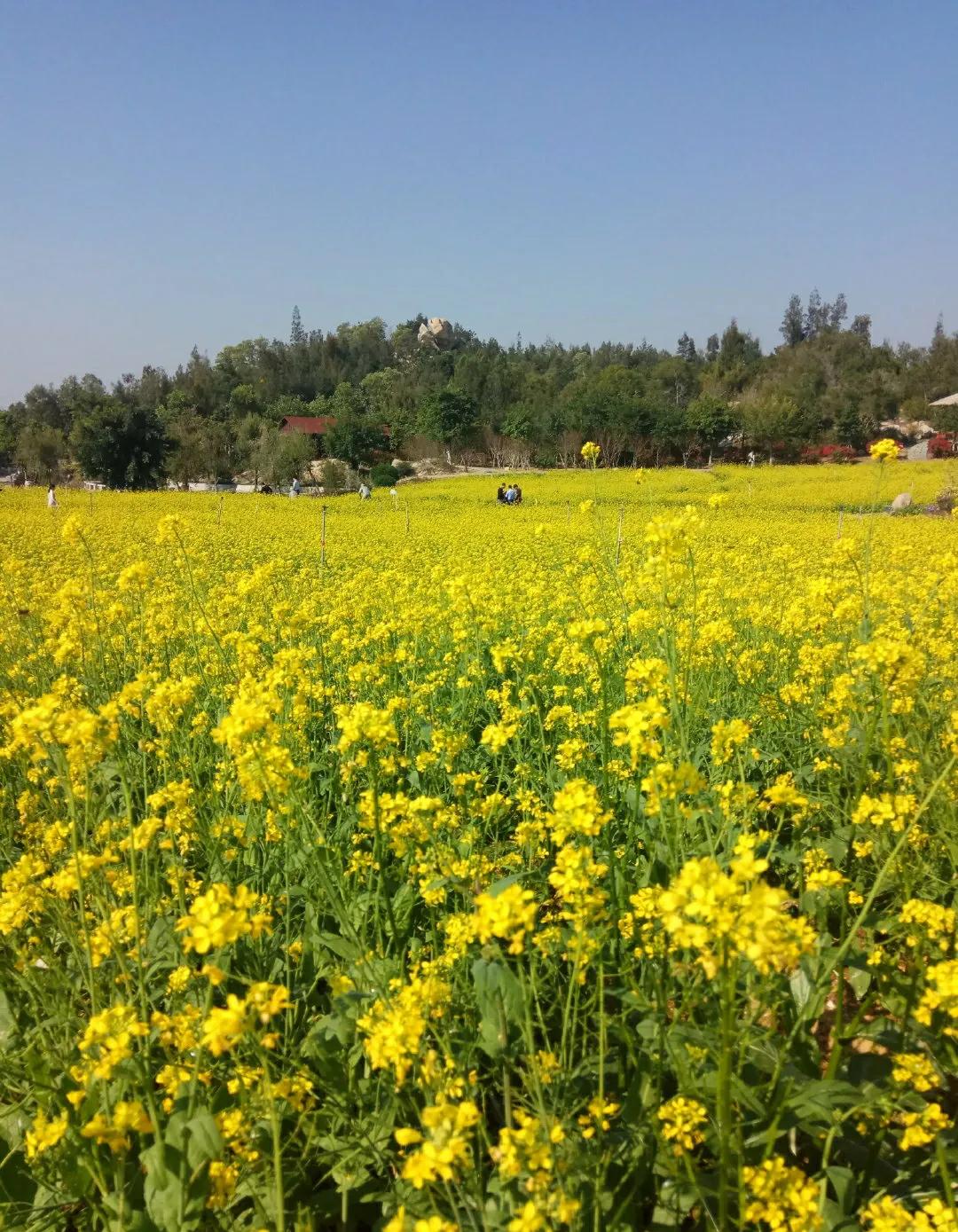 厦门香山有什么风景,厦门翔安必去8个景点香山