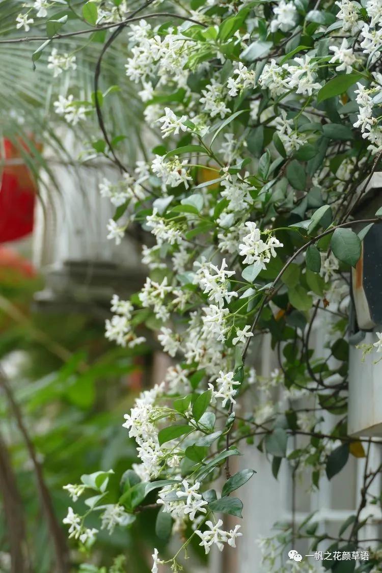 络石(Trachelospermumjasminoides)