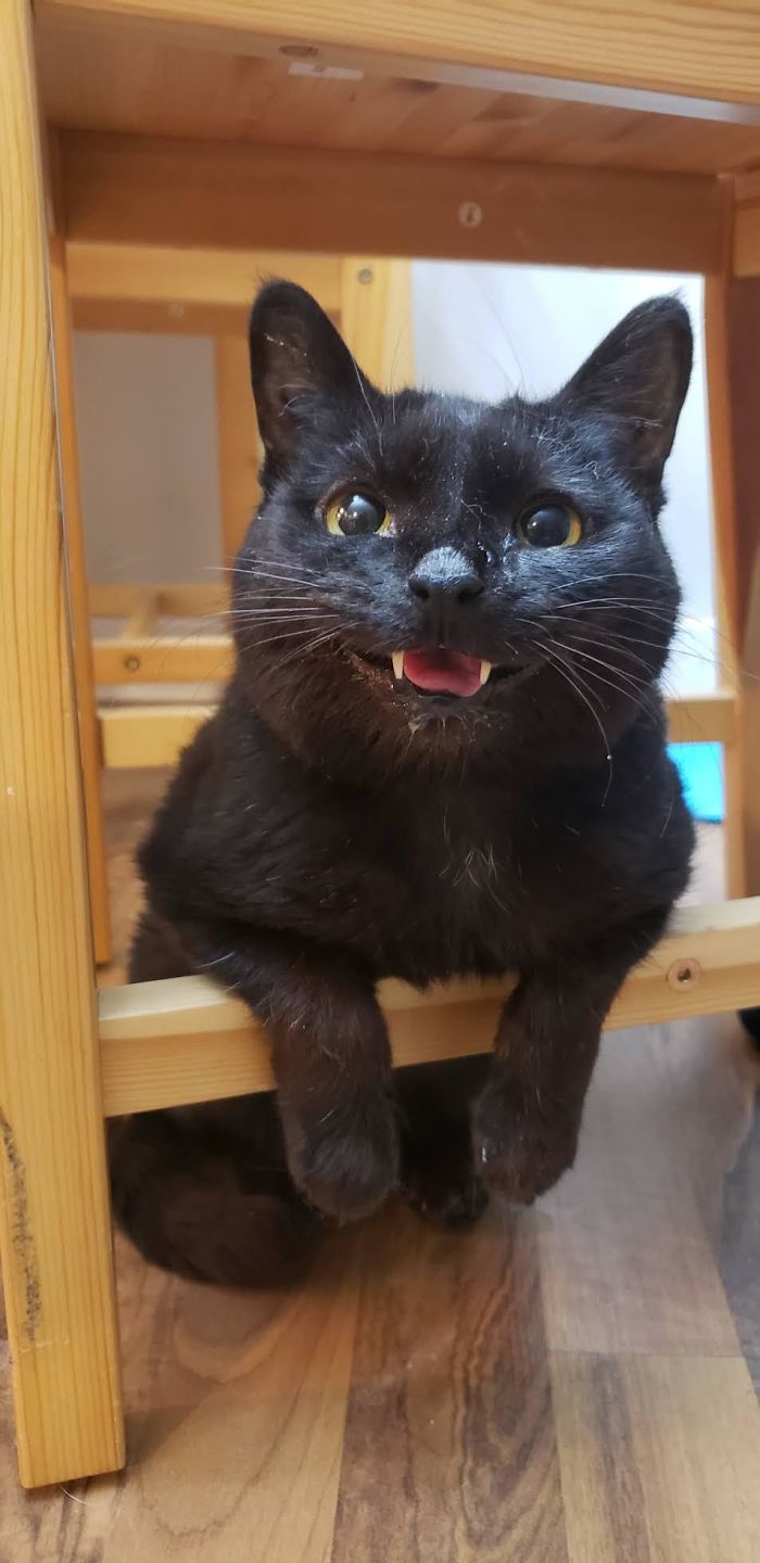 猫咪虽可爱但被抓,猫咪小尖牙