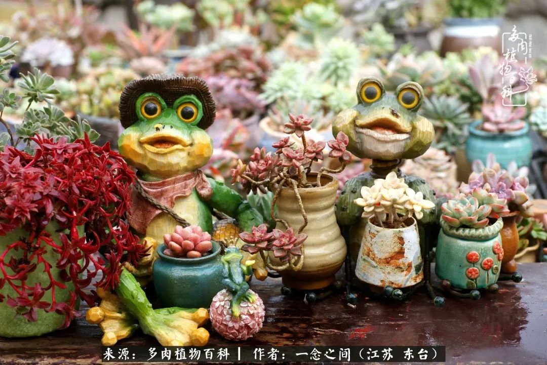 对多肉植物的爱心寄语,赏兰花感言