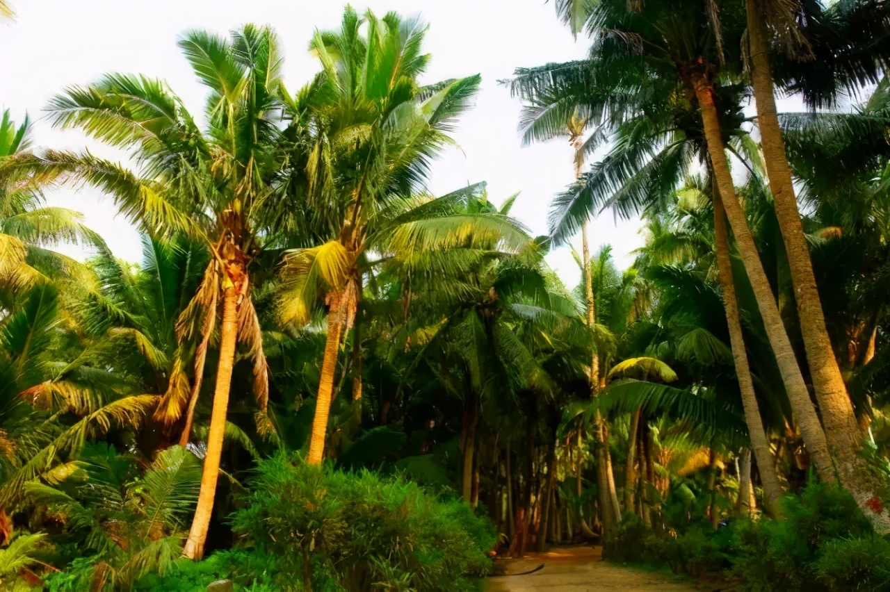 海南东郊椰林风景素材,海南文昌椰林风景
