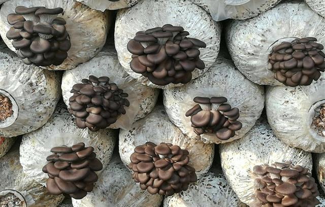 平菇头茬菇畸形是什么原因,平菇畸形的原因