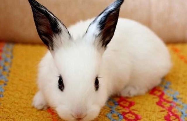 喂养宠物兔的好处,宠物兔的喂养大全视频播放