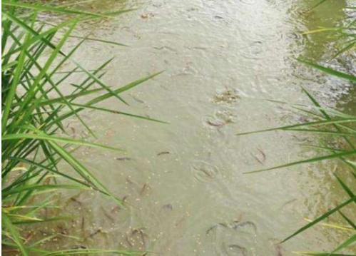藕田养殖泥鳅存活率,泥鳅池塘种植技术和管理
