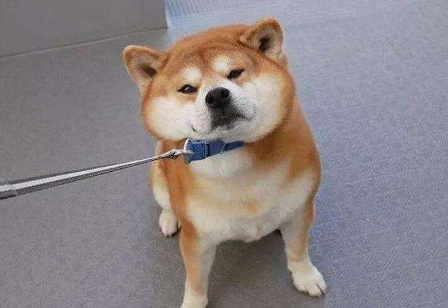 多人养的狗,养柴犬好还是养金毛好