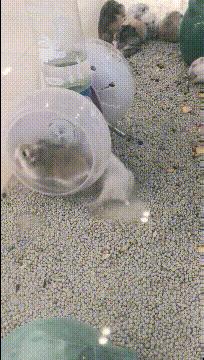 这么可爱的新娘，让你老公措手不及啊