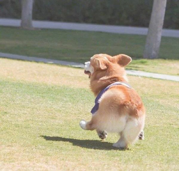 狗狗常见疾病发病症状及如何治疗,家里狗狗得了细小怎么办