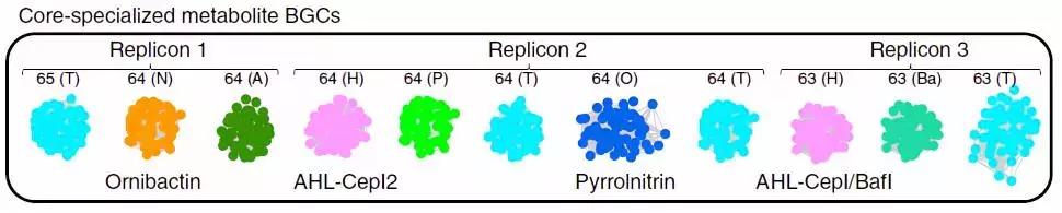 被基因编辑“驯服”的洋葱菌,成为新一代生物农药的先驱