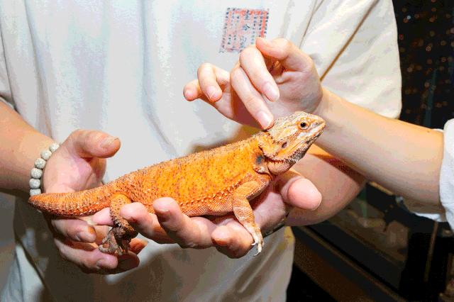 19.9包邮毛绒羊驼,羊驼9.9元秒杀直播