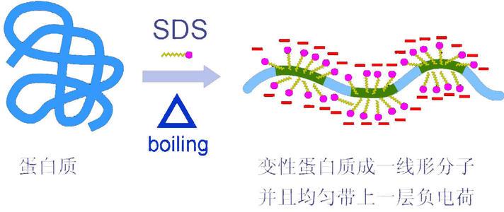 海底虾450度高温叫什么名字,100度水煮不死的虾