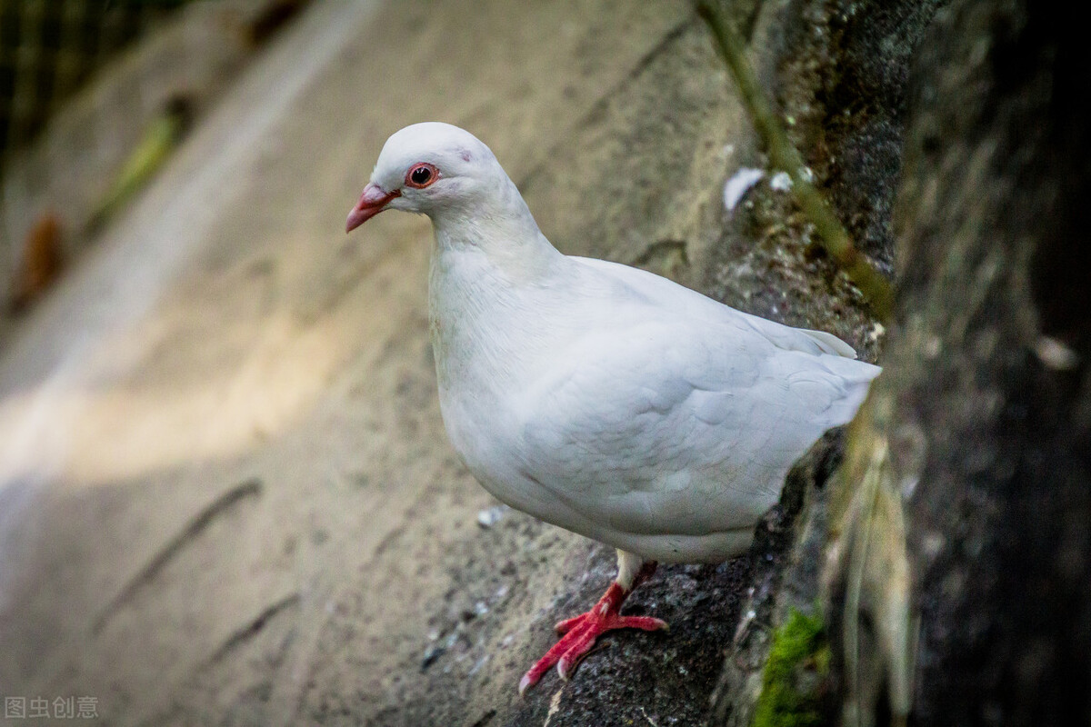 鸽子拉水便怎么处理,鸽子拉水便怎么治