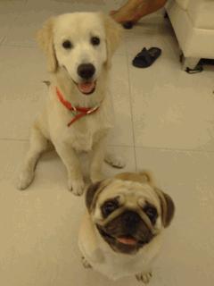 养狗后幸福感为什么爆棚,狗子绝育全过程