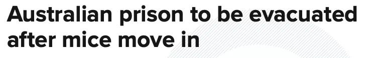 澳大利亚鼠灾事件视频,澳大利亚鼠灾真实事件