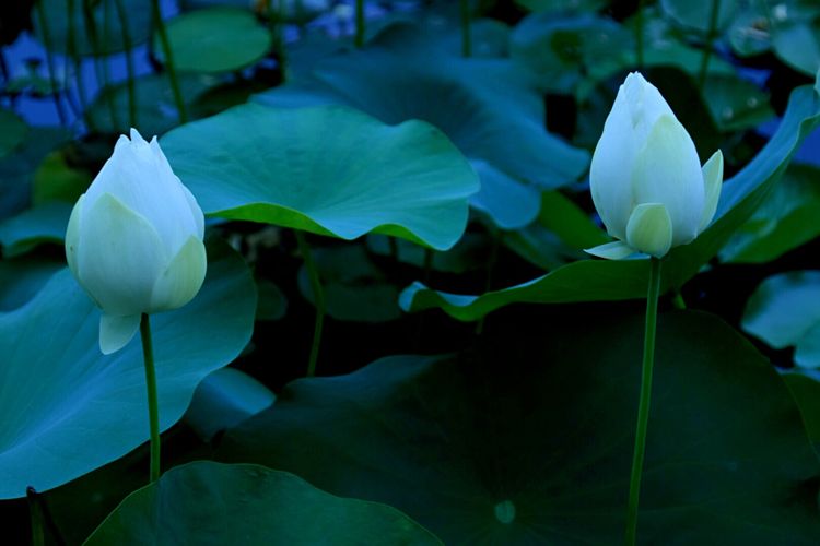 洛阳中国国花园荷花,洛阳国花园的荷花