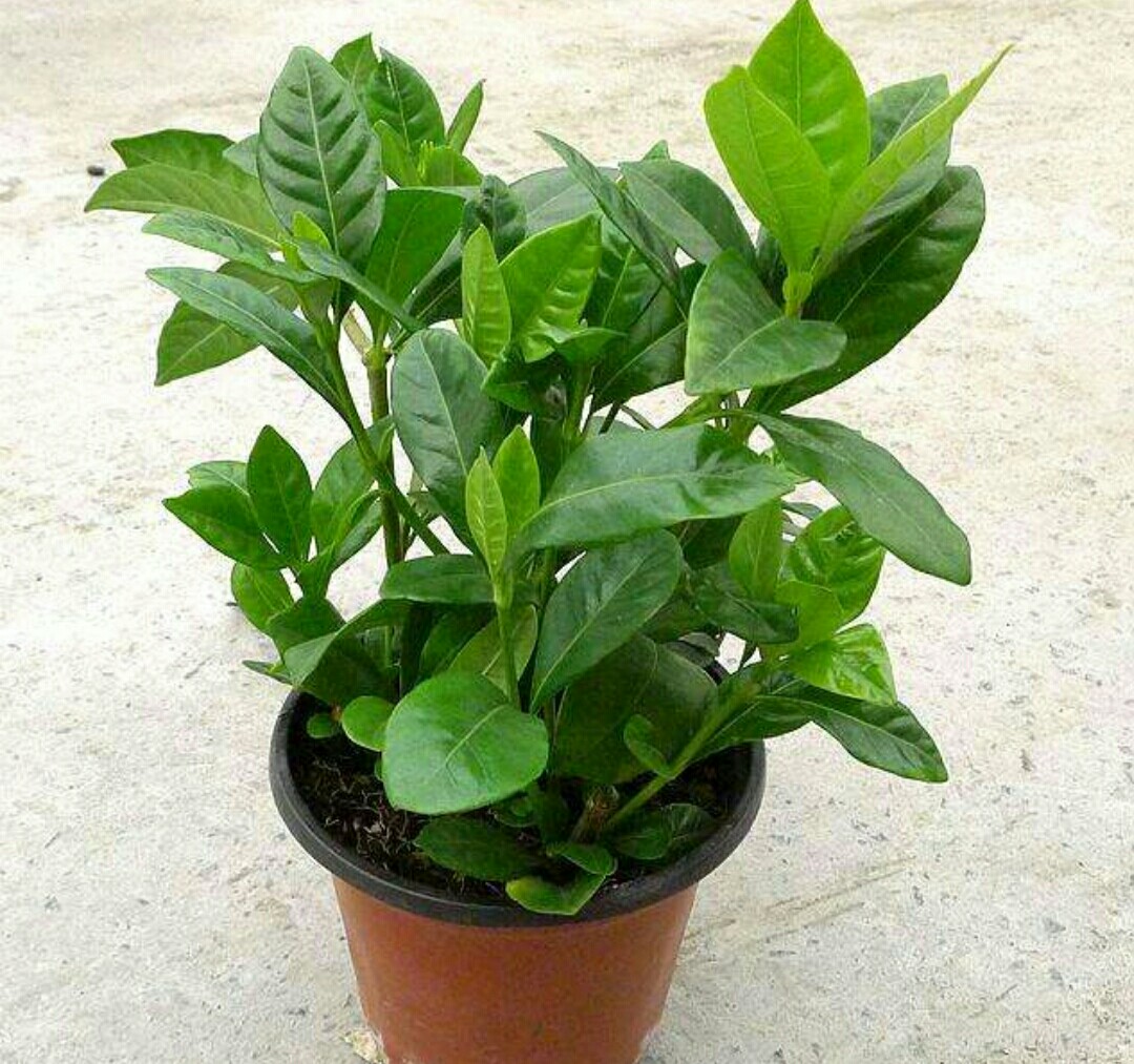 栀子花高压生根盒繁殖,黄栀子花扦插繁殖方法