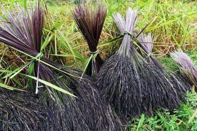 融水特色生态农业产业园,广西融水县特色产品