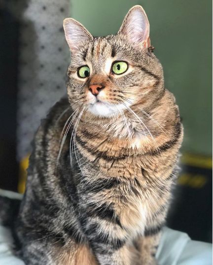 猫咪的瞳孔不变了,猫咪的瞳孔边缘不整齐