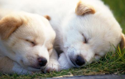 什么是狗狗脊柱病,什么是狗狗软骨病