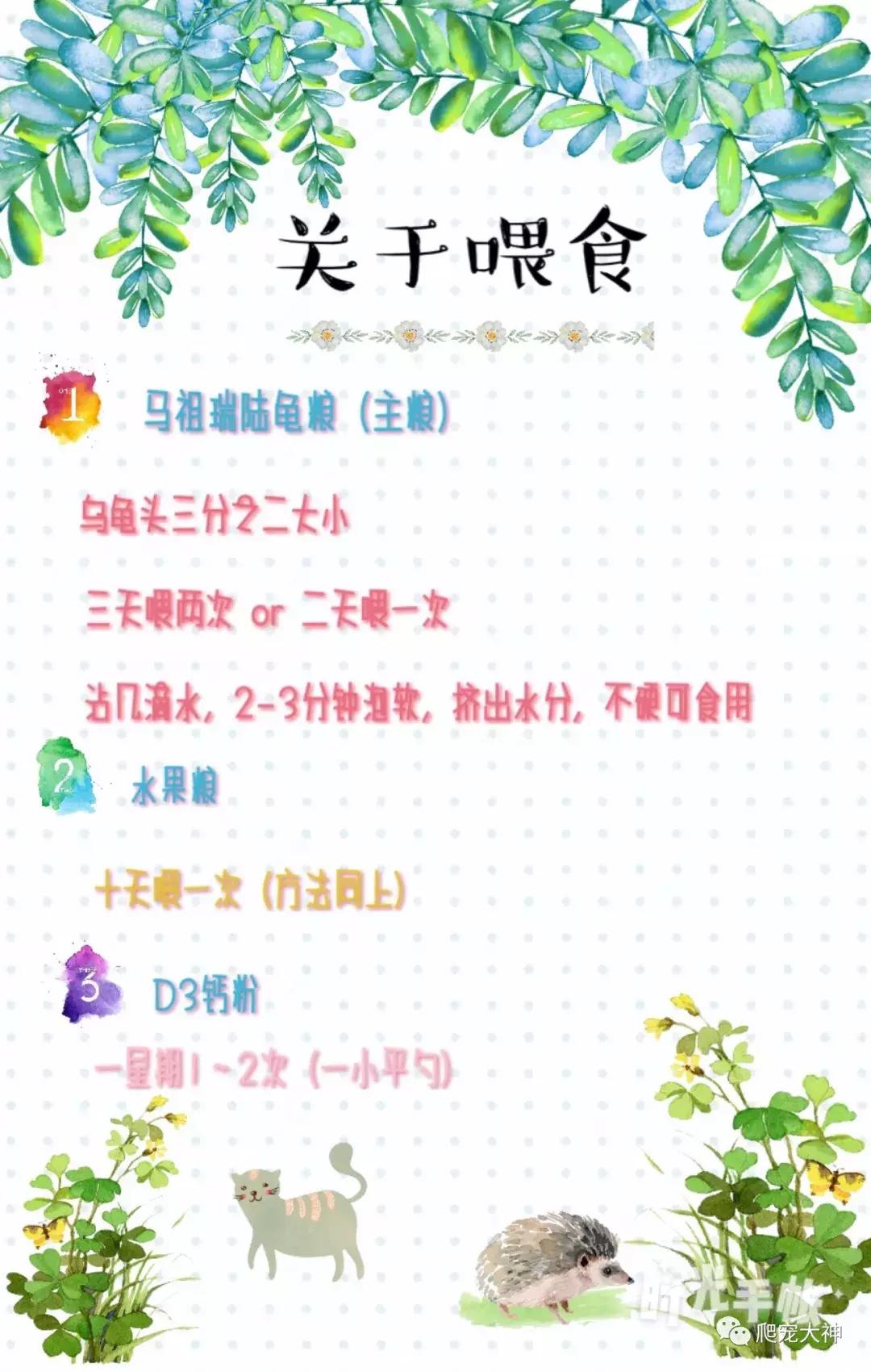 如何养好一只陆龟,如何才能在家里养一只陆龟