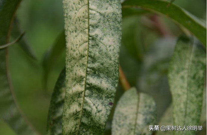 桃园害虫怎么治,桃园的害虫