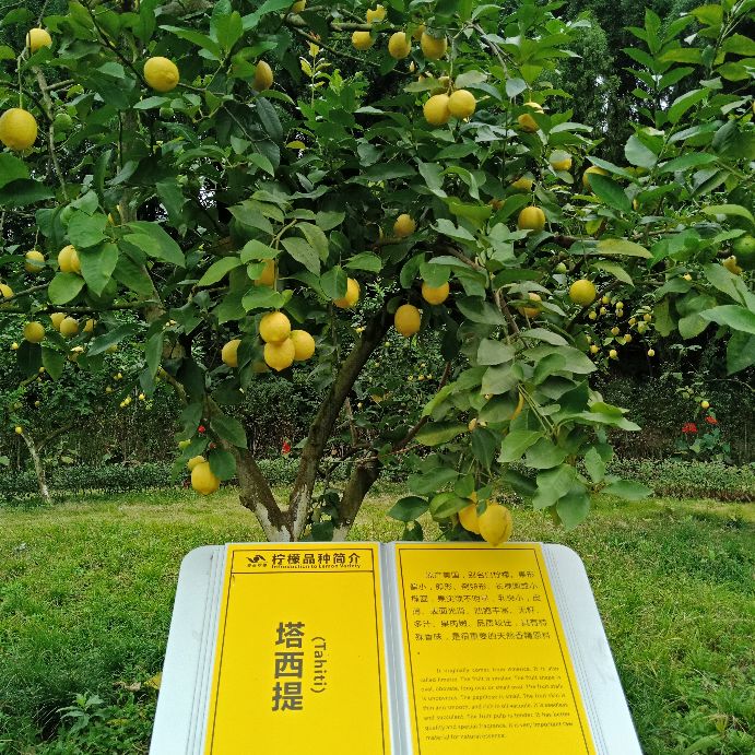 安岳柠檬小镇宝森收门票不,安岳宝森柠檬小镇门票