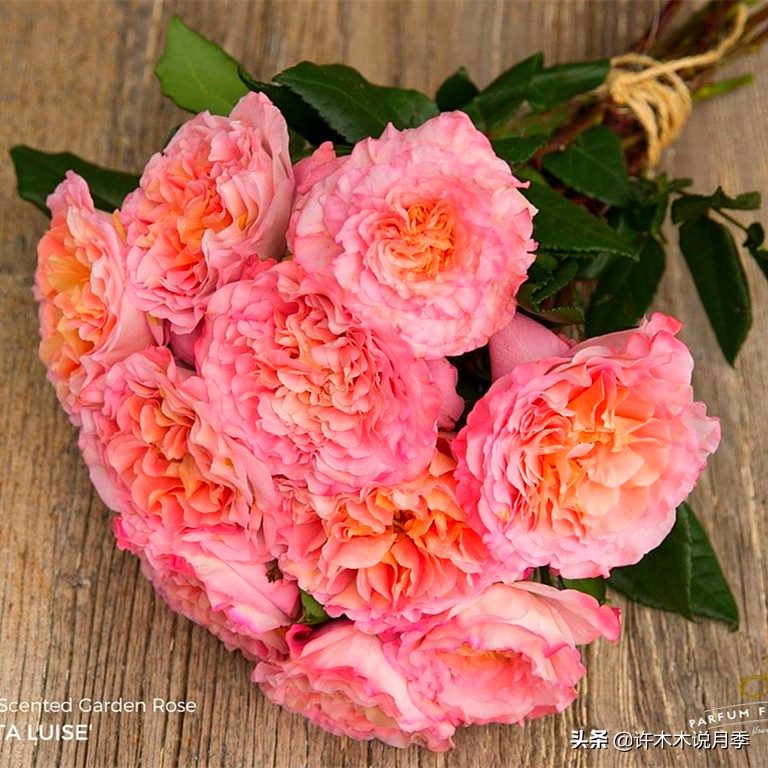 新手月季种植手册，牢记这6点，不死苗、开花多。新手收藏备用