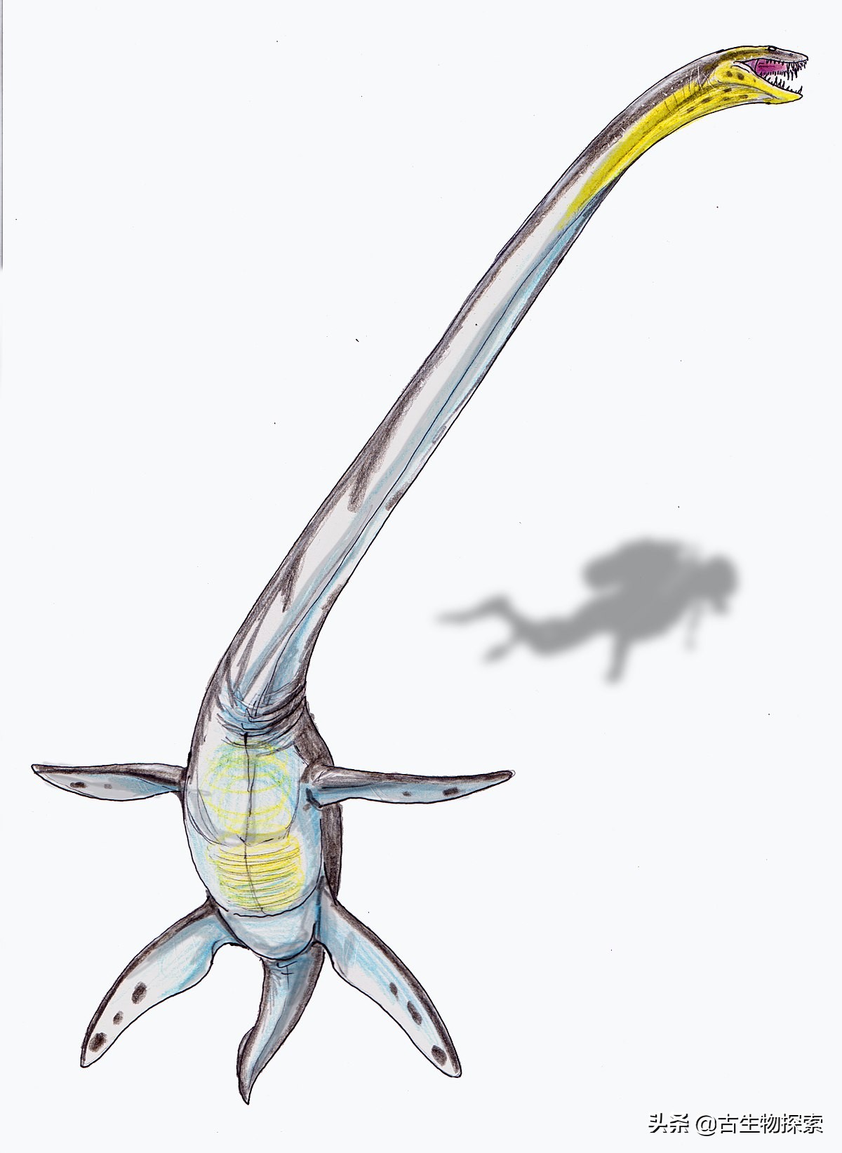 蛇颈龙为什么存在那么久,蛇颈龙为什么会进化