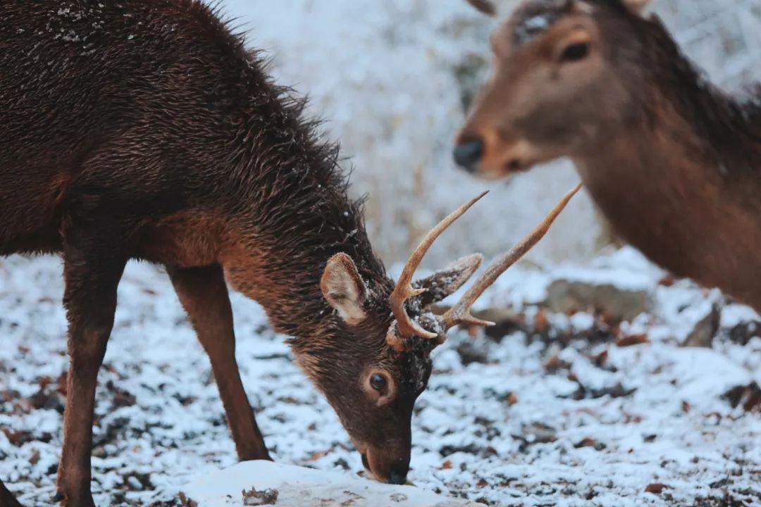 成都附近看雪一日游推荐表,成都周边轻徒步玩雪一日游