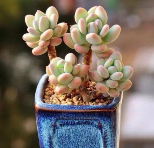 鹿角海棠叶子为何发皱,鹿角海棠干瘪发皱了如何救活