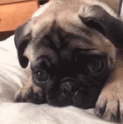 这6种狗高颜值性格好适合家里养,哪种狗性格比较温顺适合孩子养