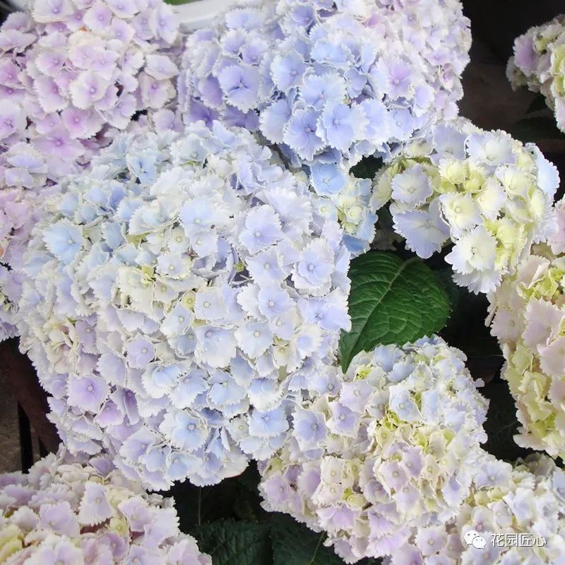 最漂亮的十种绣球,最省心的绣球