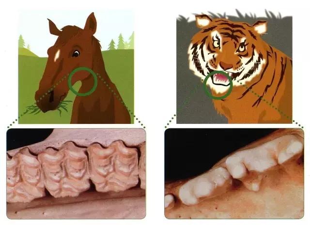 什么牙齿颜色是正常的,什么样的牙齿有特殊作用
