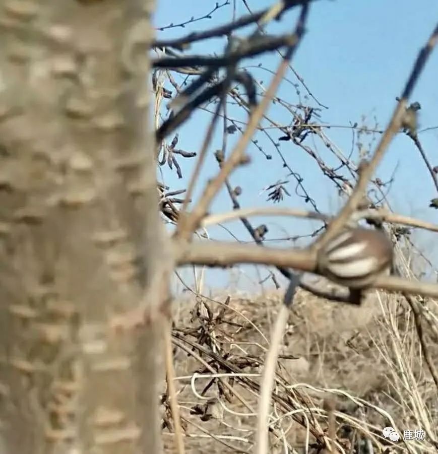 童年的记忆放羊,童年的记忆粤语版