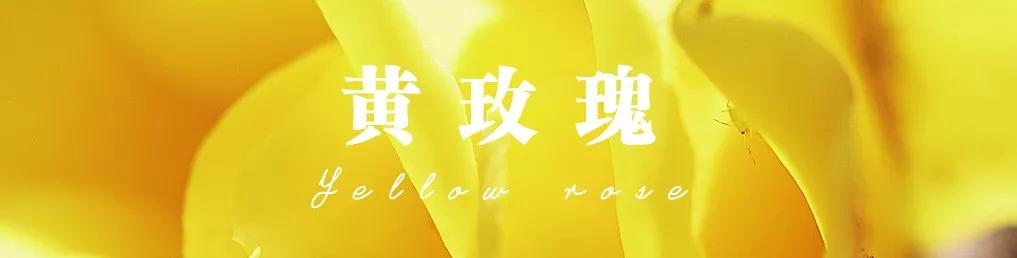 一篇文章带你认识三亚40种花,鲜花图鉴一次性认识30种玫瑰花