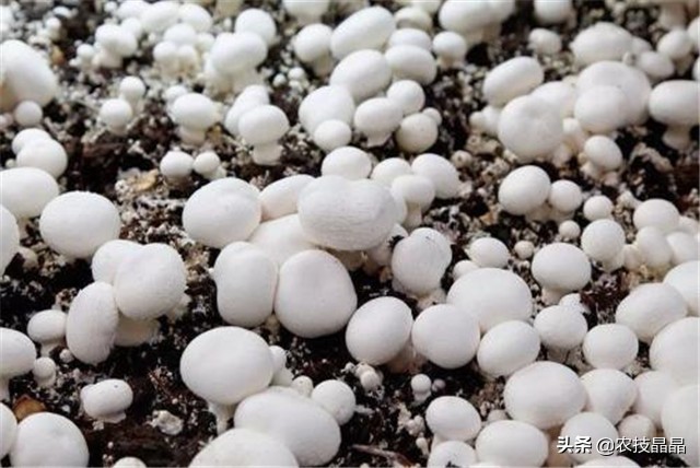 双孢菇种植技术全过程,双孢菇栽培技术视频