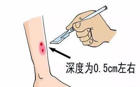 野外遇见巨型眼镜王蛇,近两米长眼镜王蛇