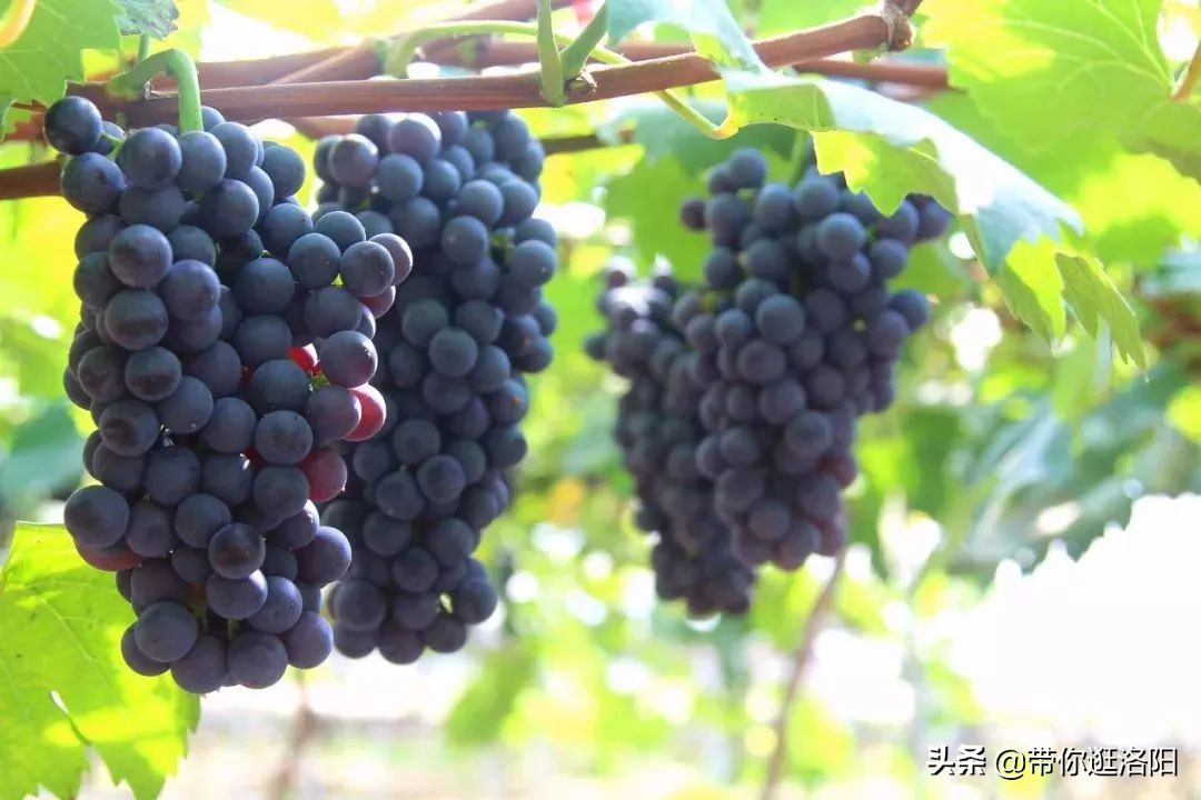 孟津5月采摘园哪个比较好,洛阳采摘攻略