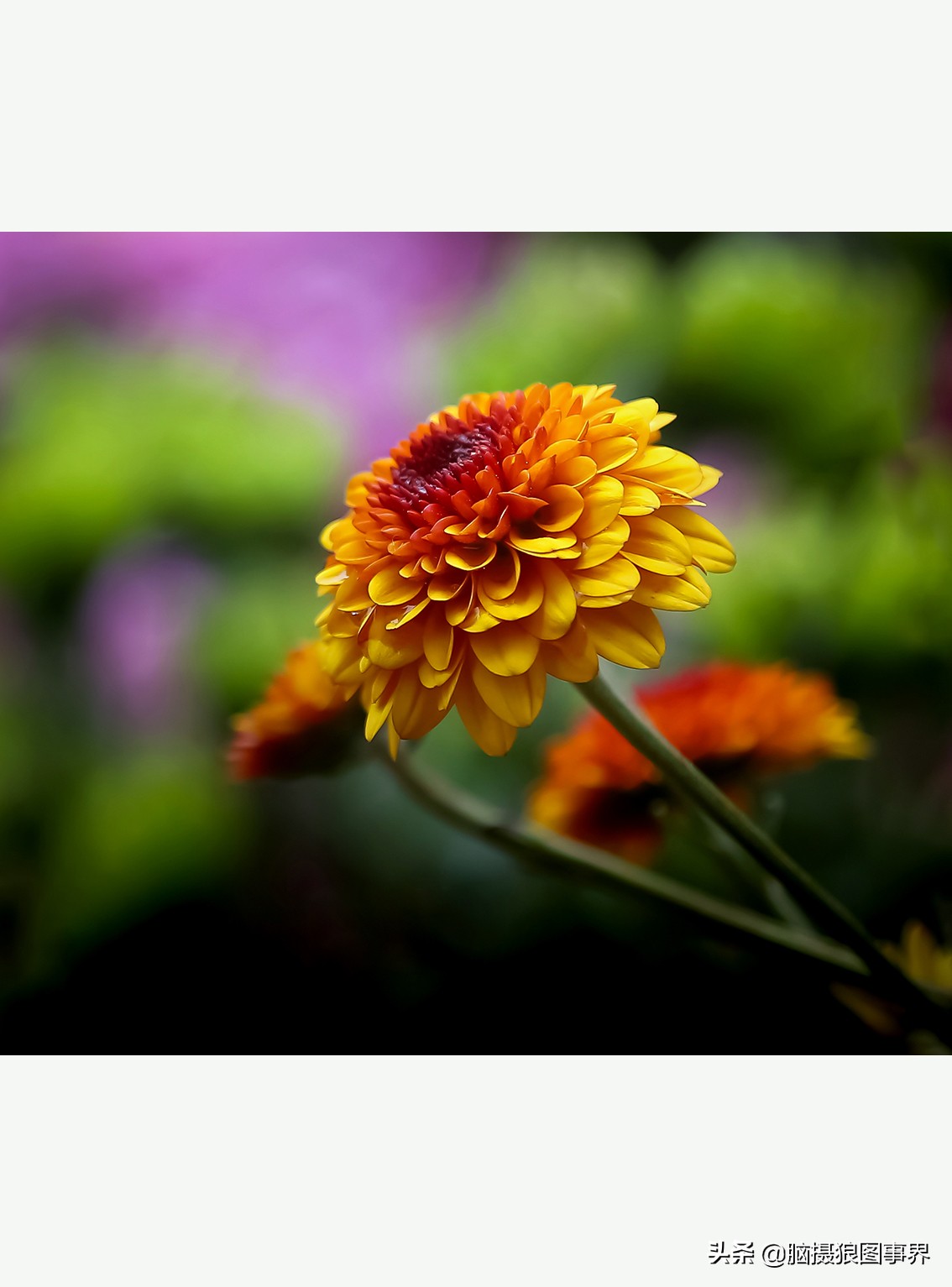 花海如何给花拍照好看,大面积的花怎样拍出花海的感觉