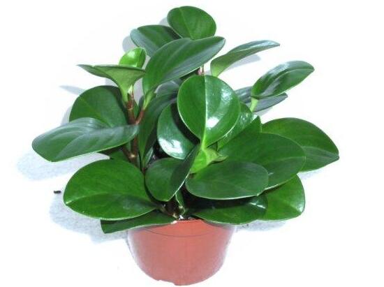 碧玉盆栽怎么浇水,碧玉盆栽养殖方法和注意事项