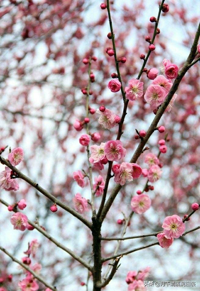 梅开二度,一段鲜为人知的爱情故事「梅花见证纯美的爱情」