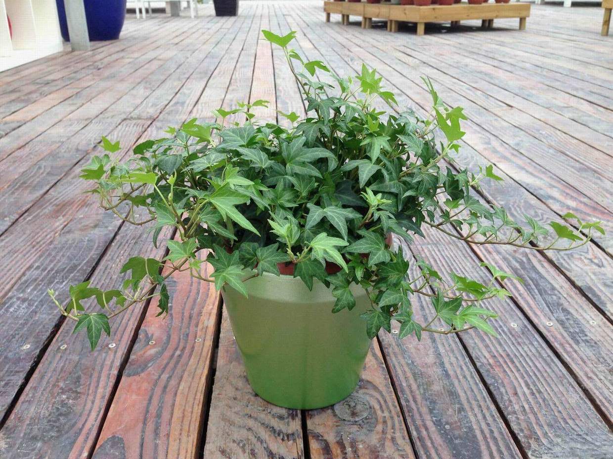 常青藤哪种好养,常青藤到底怎么养