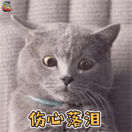 猫咪的尿道阻塞到底是什么？