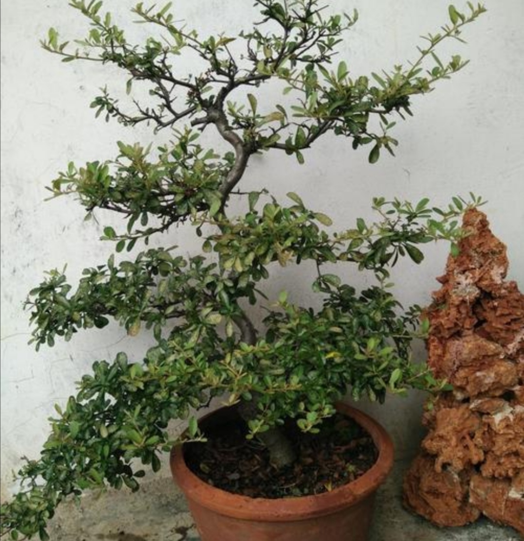 火棘树盆景的养殖方法和注意事项,火棘盆景室内养殖方法有哪些