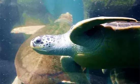 青岛六一有什么展览吗,青岛六一好去处