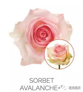 中国玫瑰大家族——雪山玫瑰详解（二）